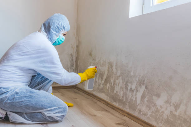 Mold Remediation specialist working in Venice