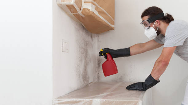 Basement Mold Remediation treatment on basement walls in Venice